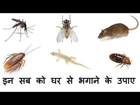 चूहा मक्खी और मच्छर से परेशान हैं तो अपनाएं यह घरेलू टिप्स