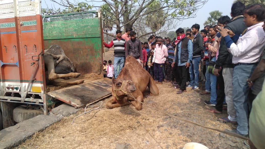 तस्करी के ऊंट पकड़ फेर में फंसा प्रशासन, रखने की हो रही समस्या